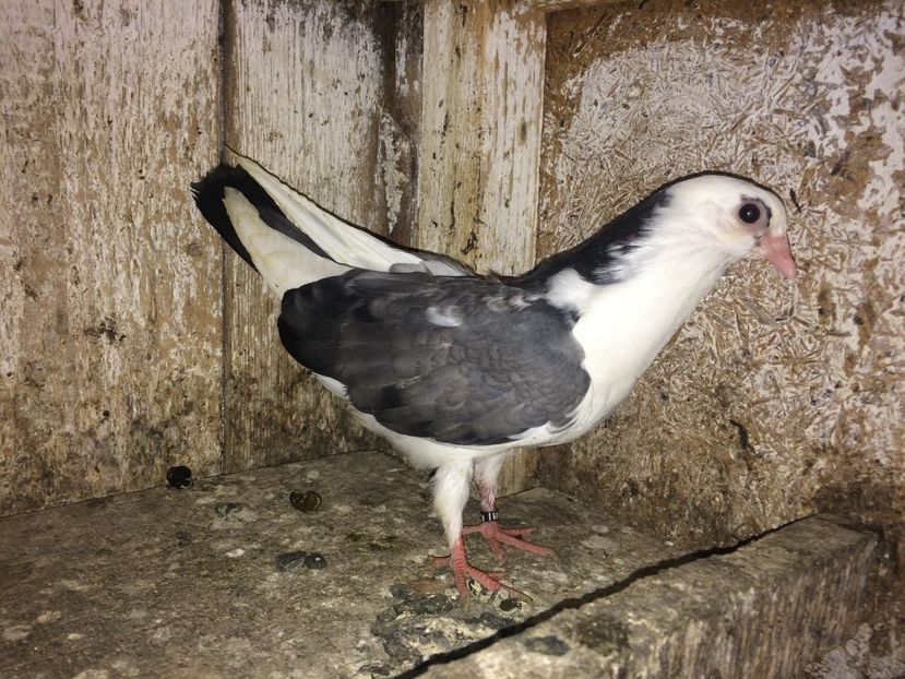 7098/16 - 0-lot zbor pui 2017