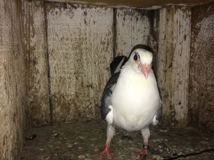  - 0-lot zbor pui 2017