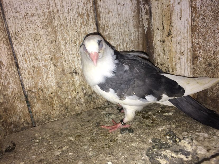  - 0-lot zbor pui 2017