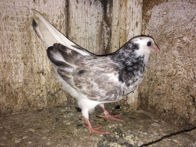 46/17 - 0-lot zbor pui 2017