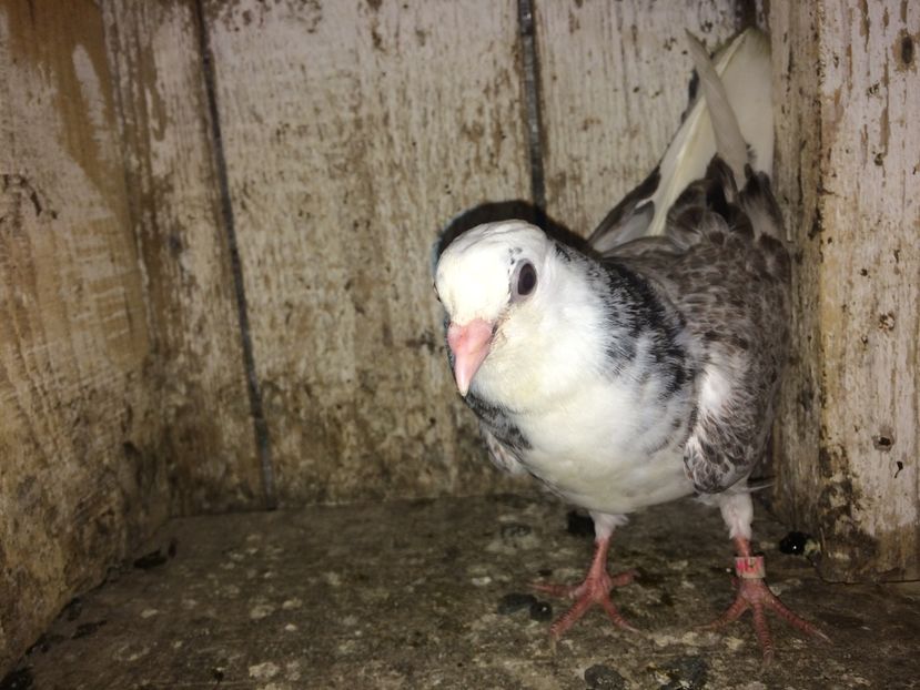  - 0-lot zbor pui 2017