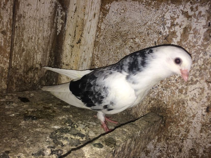  - 0-lot zbor pui 2017