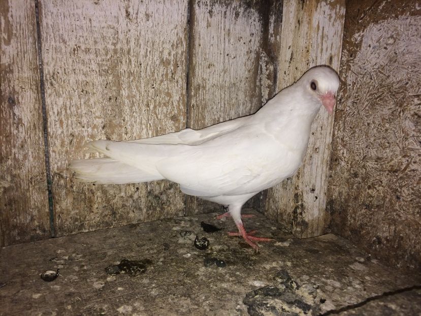 19137/16 - 0-lot zbor pui 2017