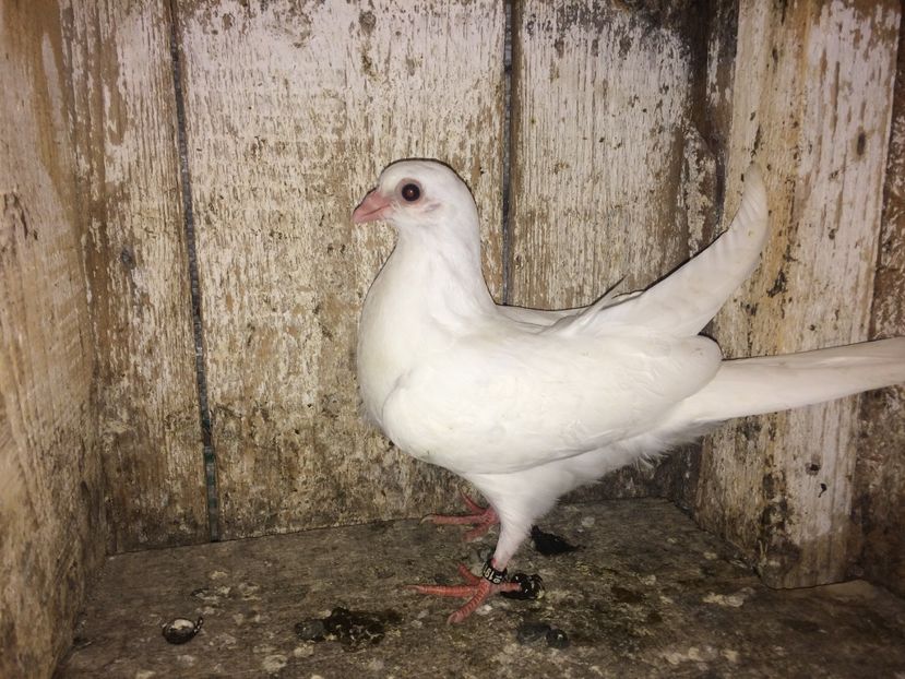  - 0-lot zbor pui 2017