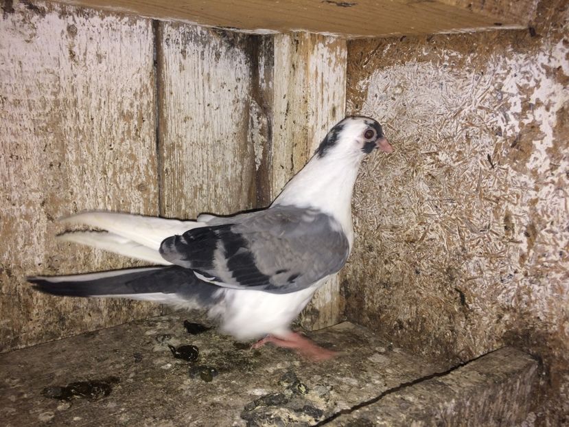 2465682/11 - 0-lot zbor pui 2017