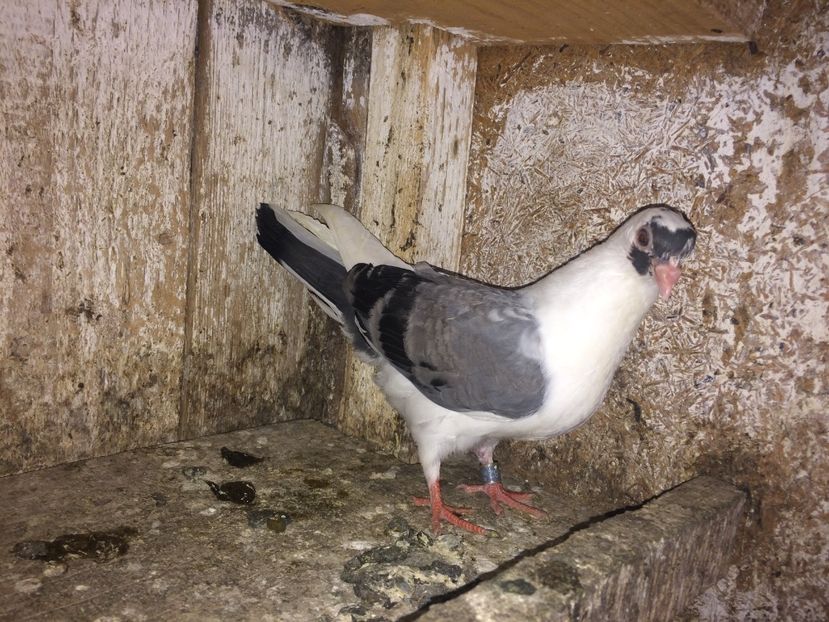  - 0-lot zbor pui 2017