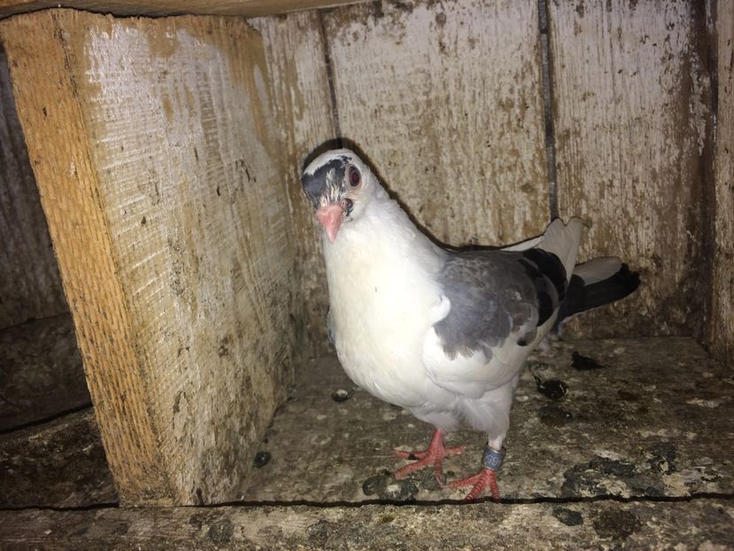  - 0-lot zbor pui 2017