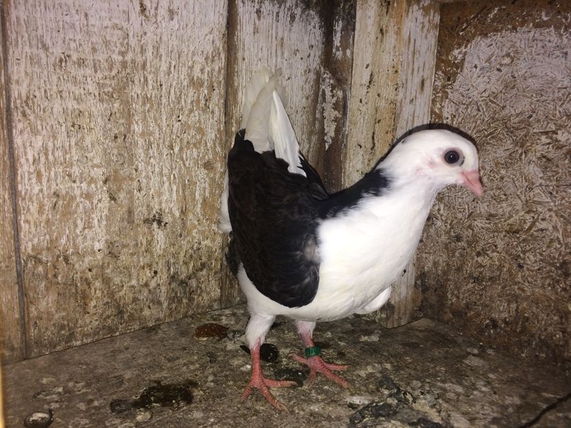  - 0-lot zbor pui 2017