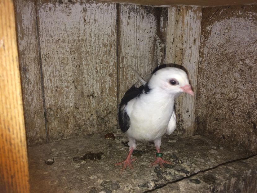  - 0-lot zbor pui 2017