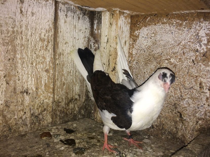  - 0-lot zbor pui 2017