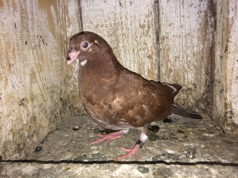 512/16 - 0-lot zbor pui 2017