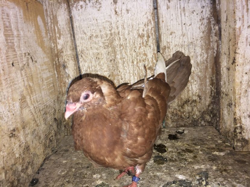  - 0-lot zbor pui 2017