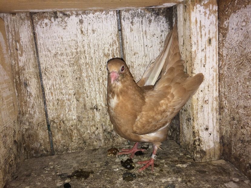 1622/16 - 0-lot zbor pui 2017