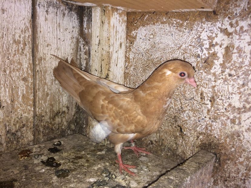  - 0-lot zbor pui 2017