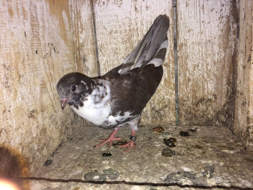  - 0-lot zbor pui 2017