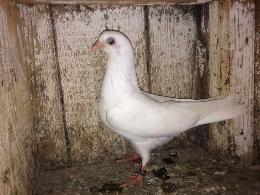 4974/16 - 0-lot zbor pui 2017