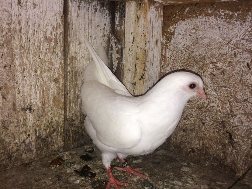  - 0-lot zbor pui 2017