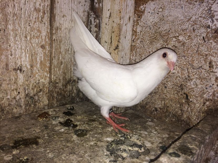  - 0-lot zbor pui 2017