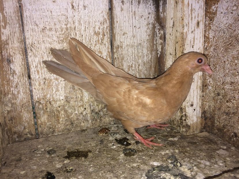 4951/16 - 0-lot zbor pui 2017