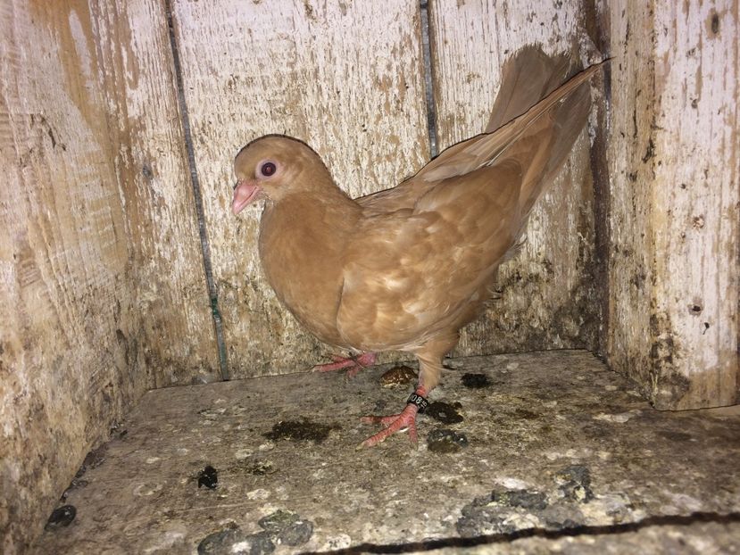  - 0-lot zbor pui 2017