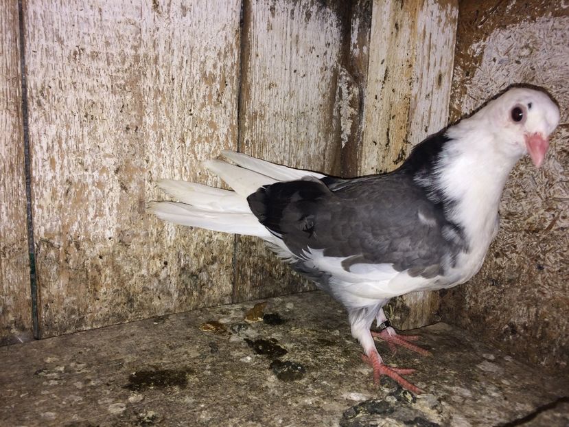  - 0-lot zbor pui 2017