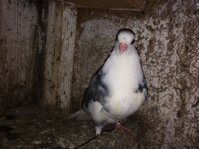  - 0-lot zbor pui 2017