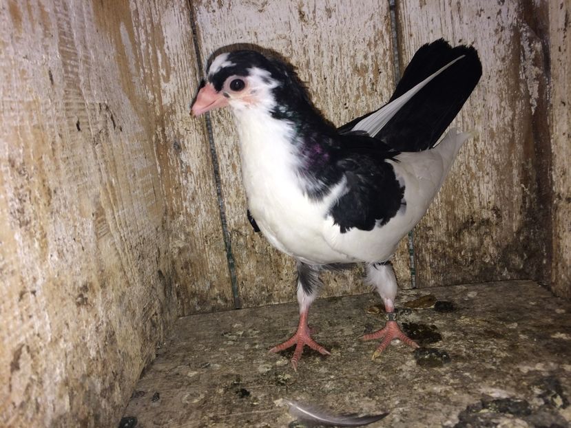  - 0-lot zbor pui 2017