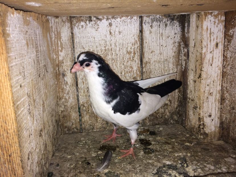  - 0-lot zbor pui 2017