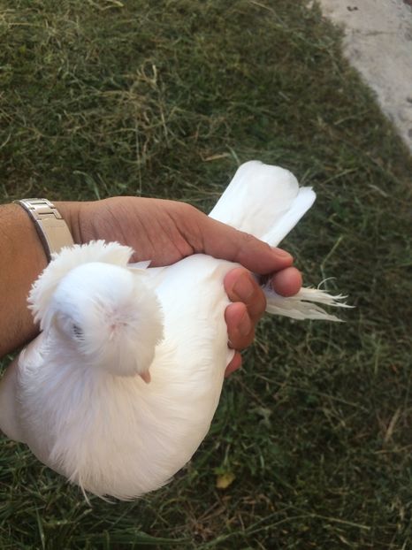 Mascul 2017 - Matca 2018