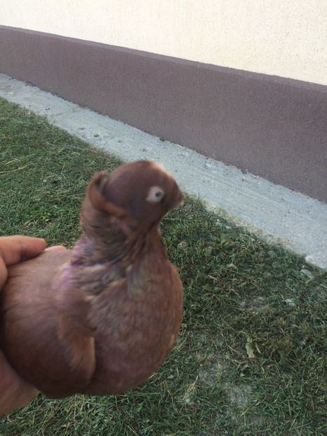 Femela 2017 - Matca 2018