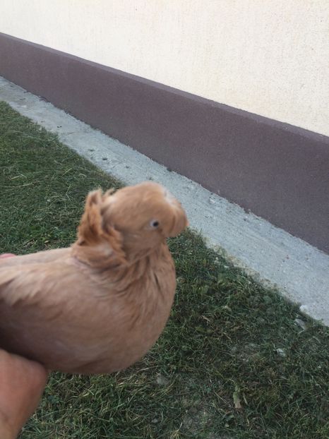 Femela 2017 - Matca 2018