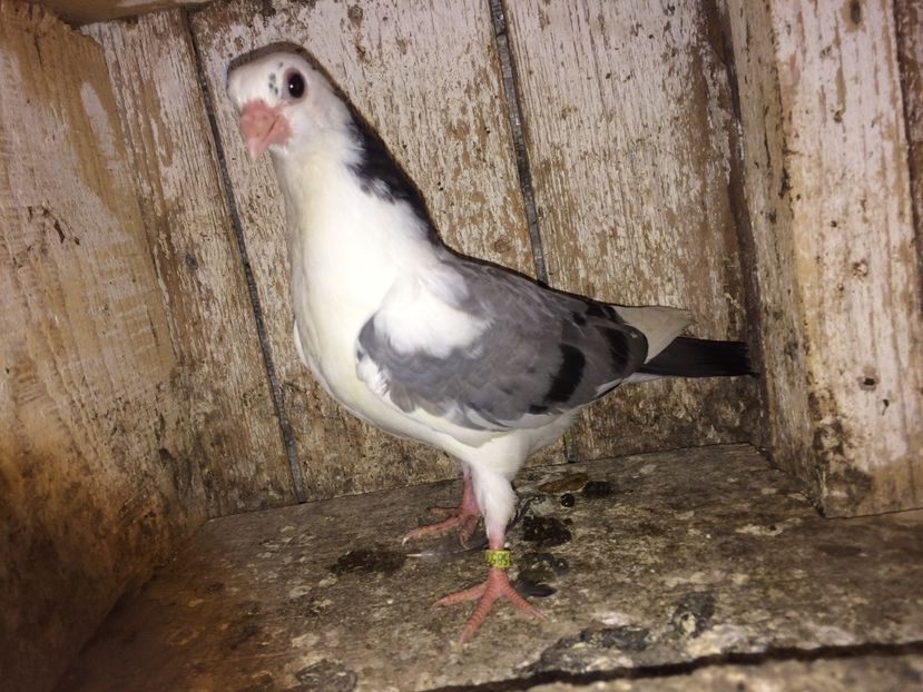  - 0-lot zbor pui 2017