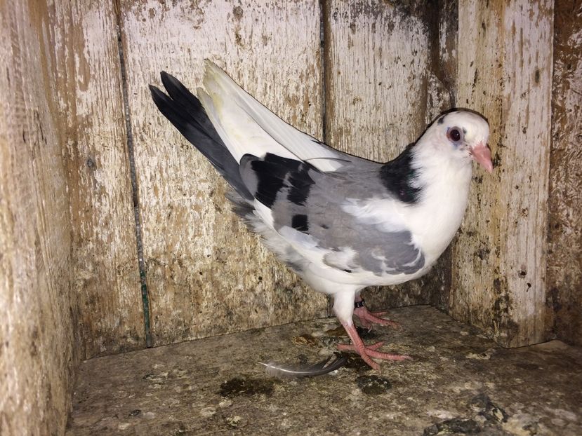 7100/16 - 0-lot zbor pui 2017