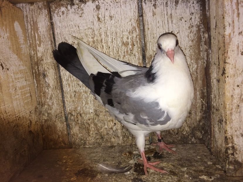  - 0-lot zbor pui 2017