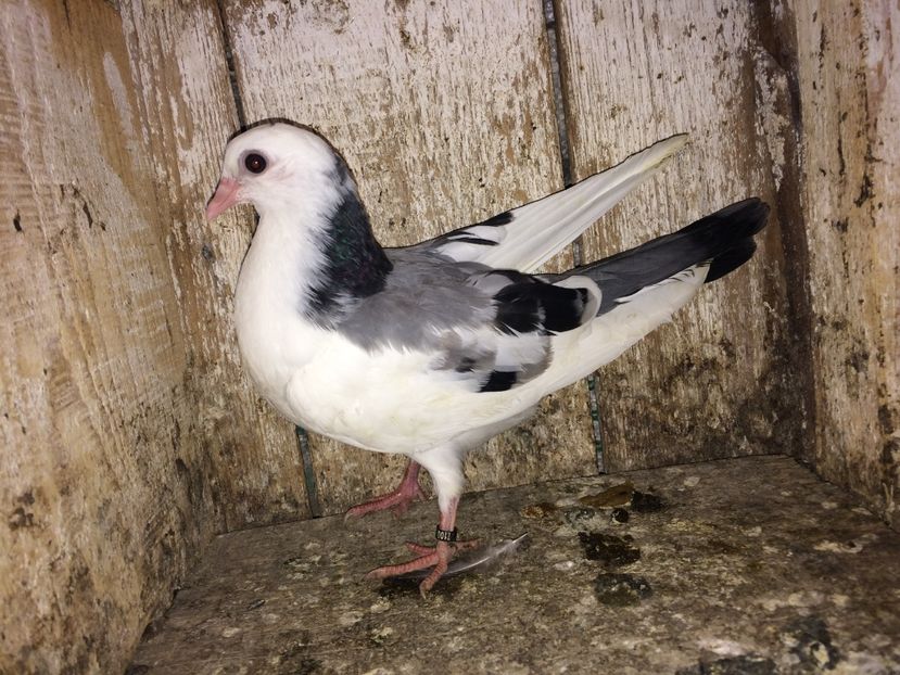  - 0-lot zbor pui 2017