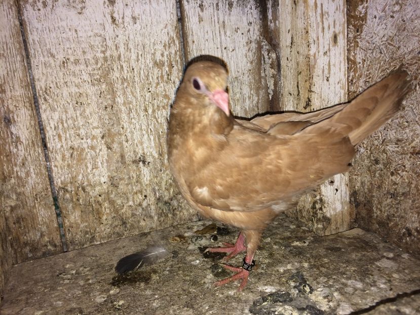 4969/16 - 0-lot zbor pui 2017