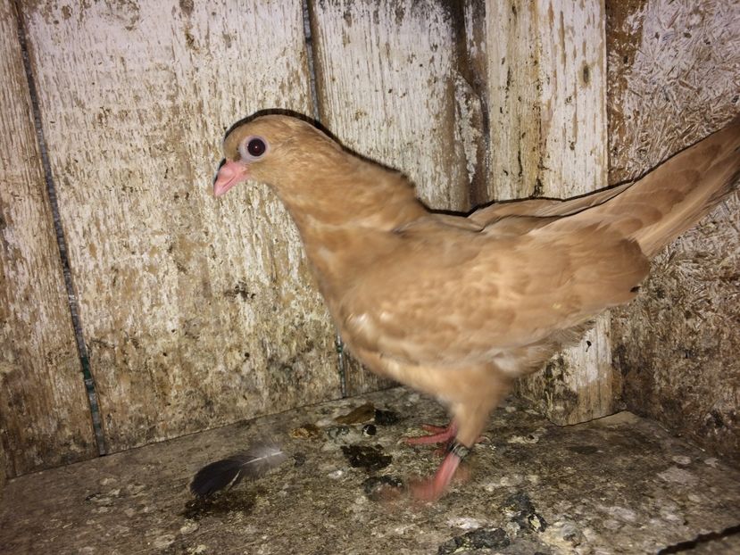  - 0-lot zbor pui 2017