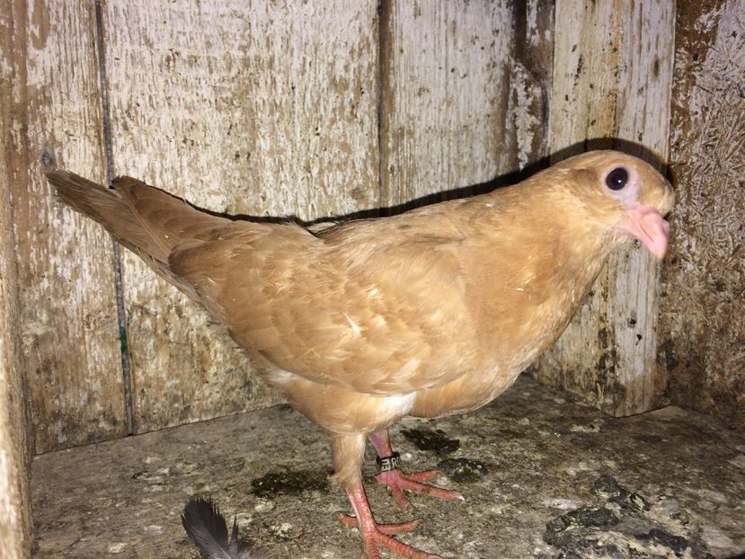  - 0-lot zbor pui 2017