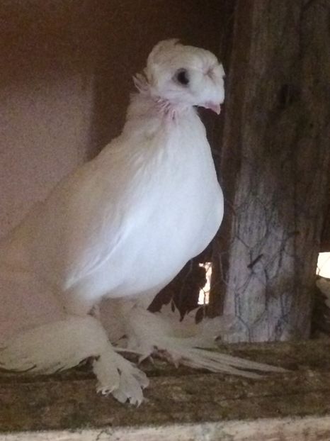 Femela 2017 - Matca 2018