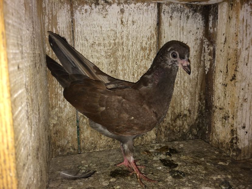 FI - 0-lot zbor pui 2017