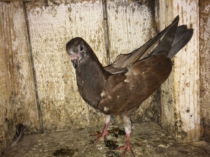  - 0-lot zbor pui 2017