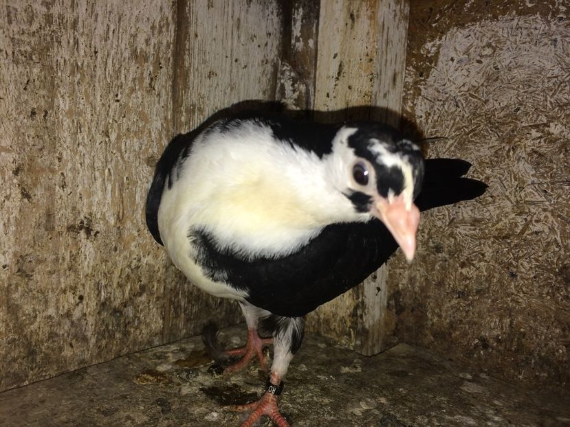  - 0-lot zbor pui 2017