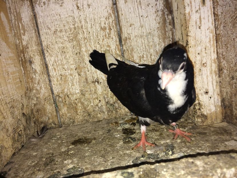  - 0-lot zbor pui 2017