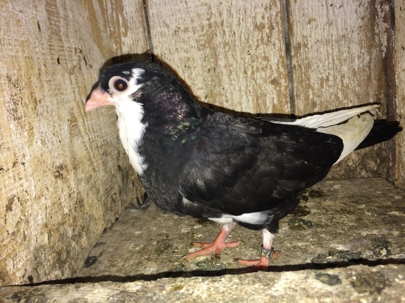  - 0-lot zbor pui 2017