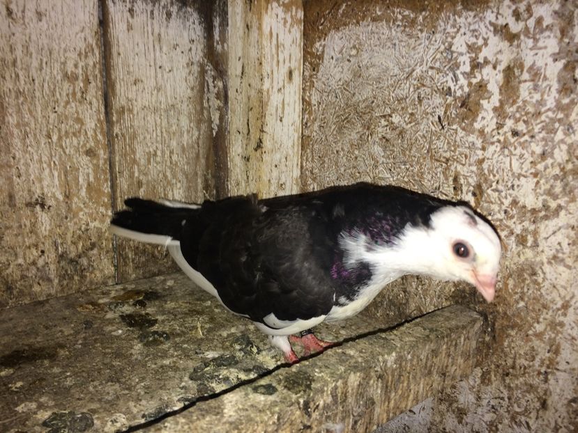  - 0-lot zbor pui 2017