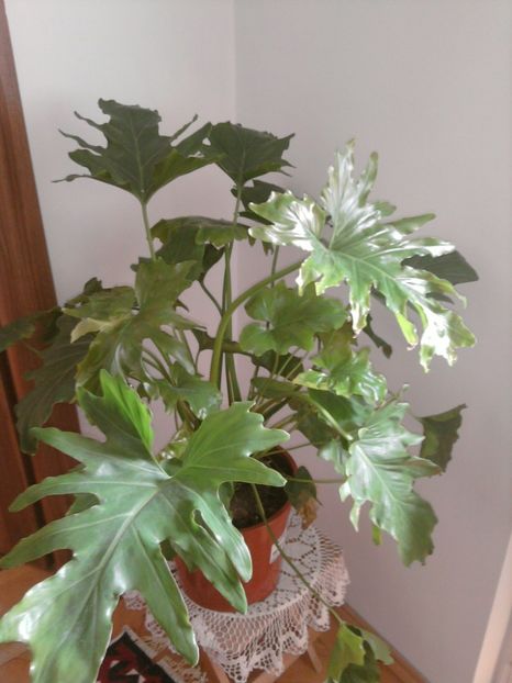  - filodendron xanadum