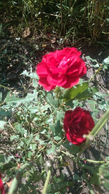 Lavaglut - Gradina si trandafirii 2017- IV