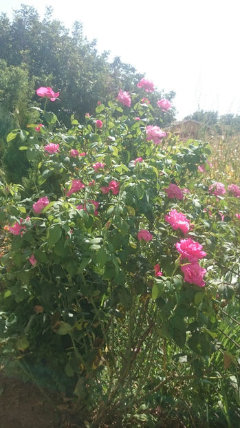 Caprice de Meilland - Gradina si trandafirii 2017- IV