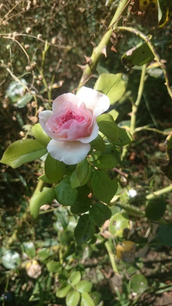 Maria Theresia - Gradina si trandafirii 2017- IV