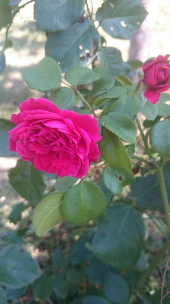 Red Leonardo da Vinci - Gradina si trandafirii 2017- IV
